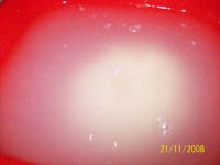 100_7115.jpg 100_7115.jpg