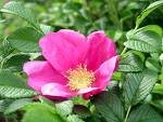 rosa_rugosa.jpg