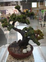 bonsai.jpg