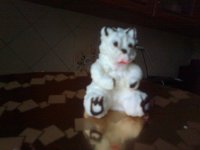 Zdj_cie0453.jpg