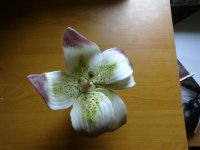 20120412187.jpg