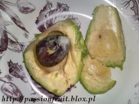 avocado.JPG avocado.JPG