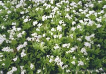 Waldmeister.jpg