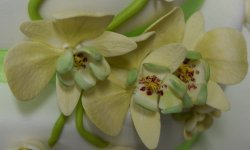 orchidee.jpg