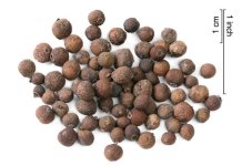 800px_AllspiceSeeds.jpg