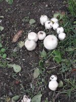 20201017_123304.jpg