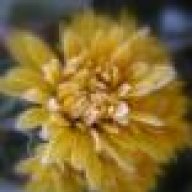 chryzantema