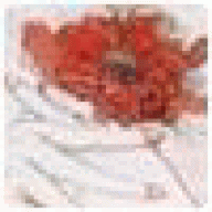 AscarRorry