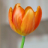 Ania_